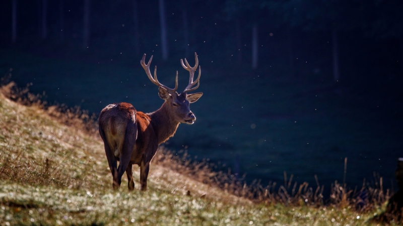 Parc à biches - hiver - Leysin