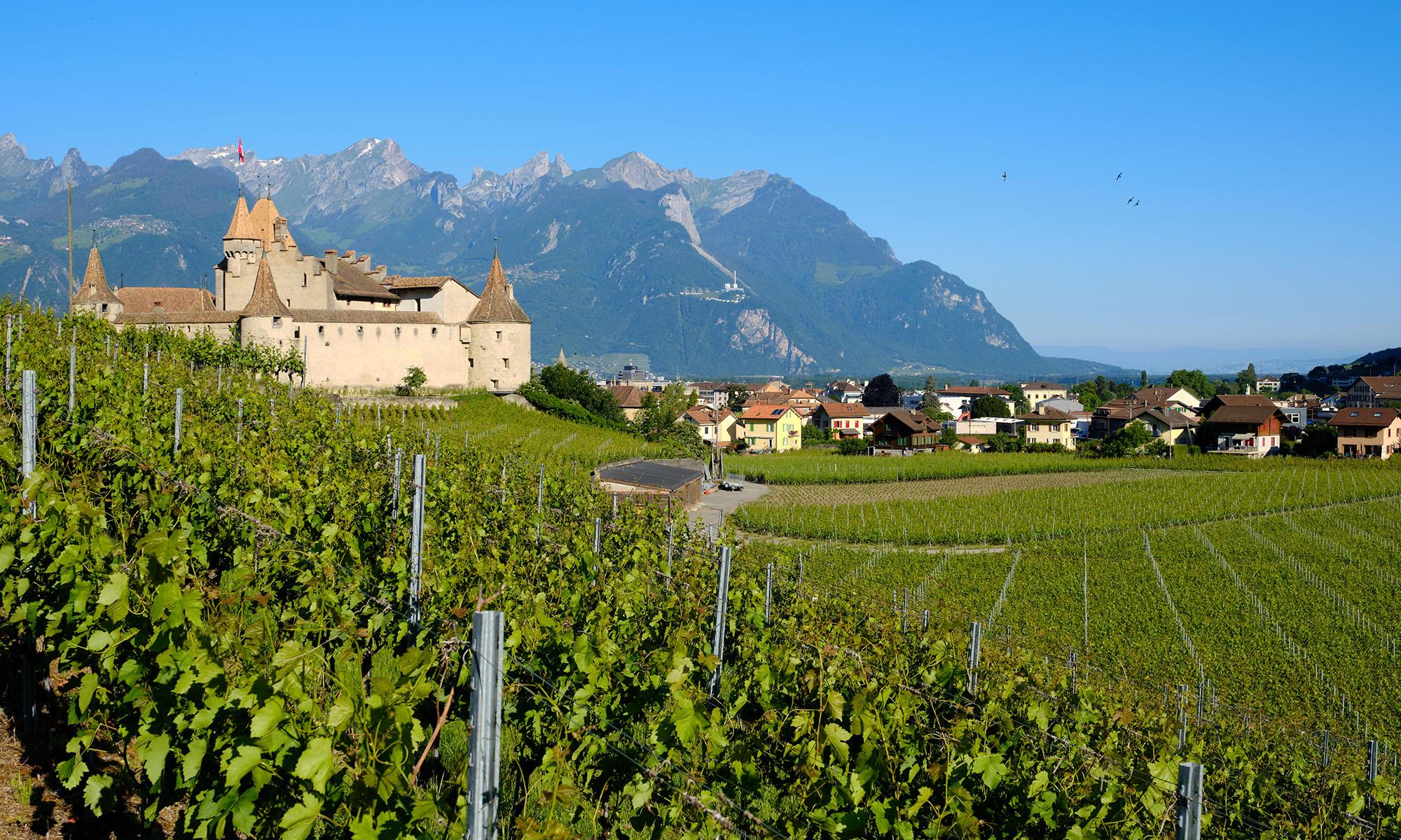 Vignerons à Aigle et Yvorne