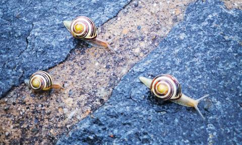Snails rain - Leysin - summer