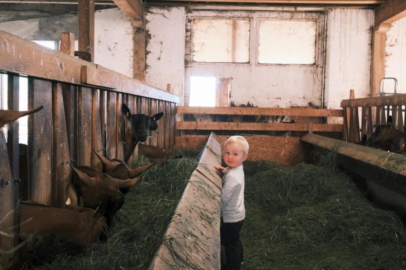 Leysin - Kind im Ziegenstall