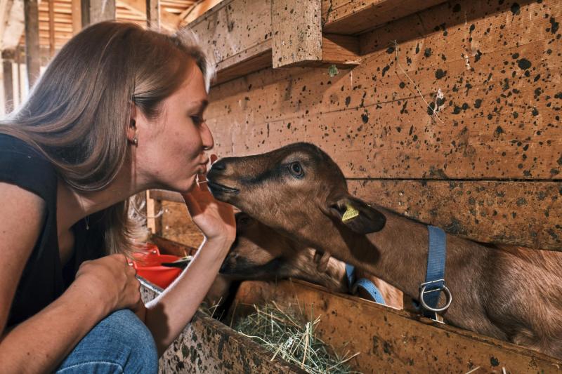 Leysin - Junges Mädchen im Ziegenstall mit Ziege