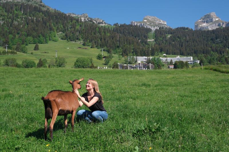 Leysin - Young girl with goat in a field and the towers of Aï and Mayen in the background - summer