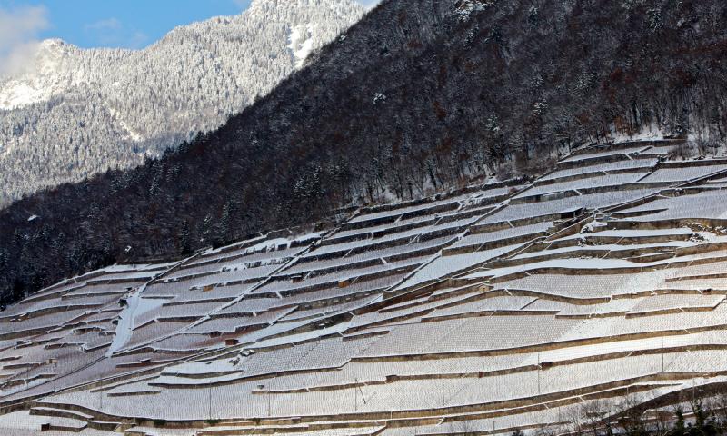 Vignes - Aigle - Hiver - José Crespo