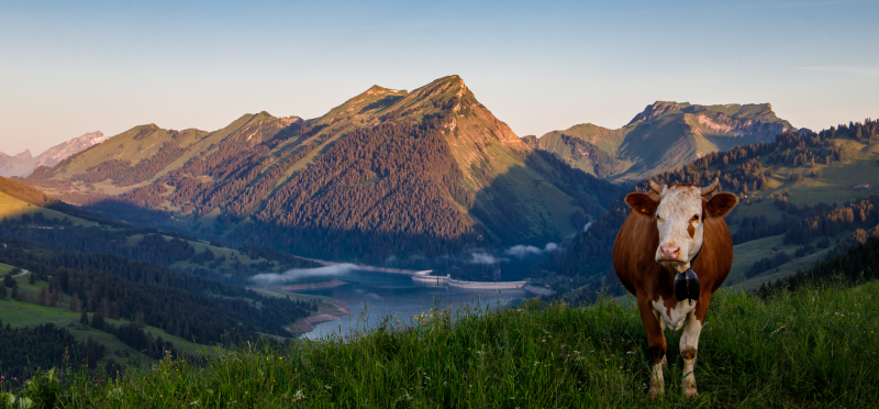 Les Mosses - Kuh vor dem Hongrin See Panorama - Sommer