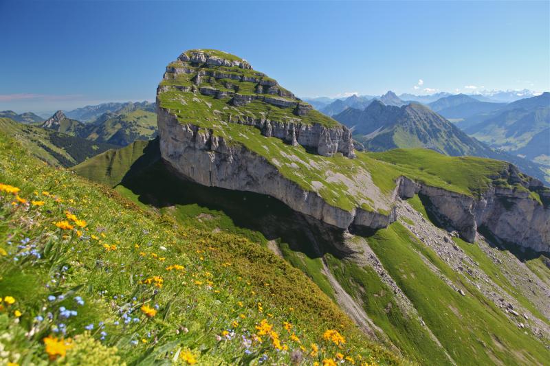Leysin - Tour de Mayen avec fleurs jaunes - été