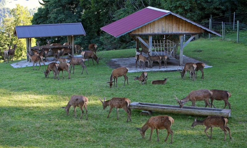 Parc à biches - été - Leysin - José Crespo