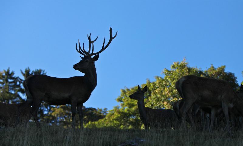 Parc à biche - été - Leysin - José Crespo