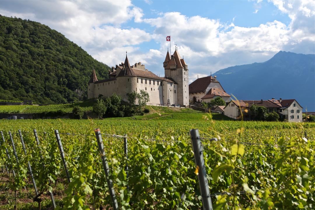 vines and castel - summer - Aigle