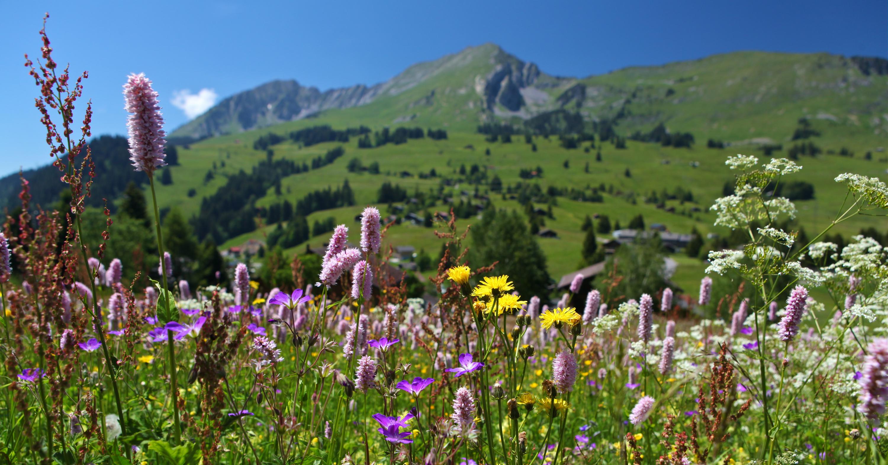 The Gruyère – Pays-d'Enhaut Regional Nature Park