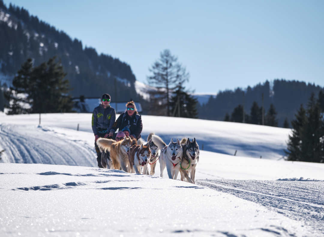 Schlittenhundefahrt - Winter - Les Mosses - Visualps
