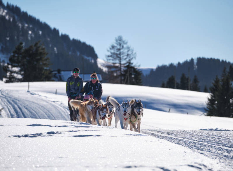 Sled dog