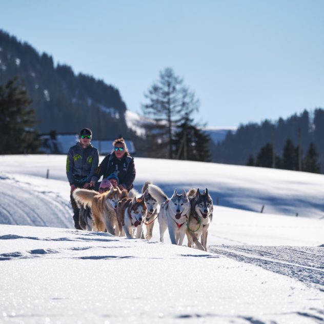 Internationales Schlittenhunderennen