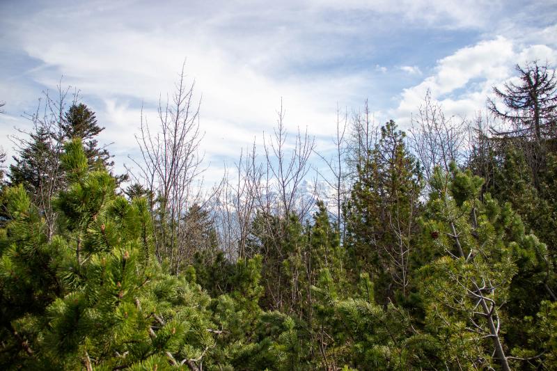 Antenna - Trees and Dents du Midi - Spring - Jonas Froment