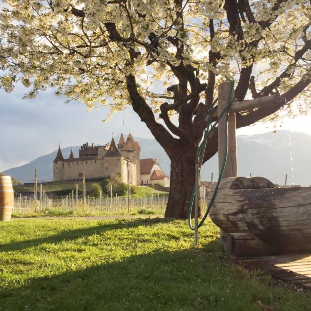 Visit and tasting at the Clos Aimond cellar - Summer events