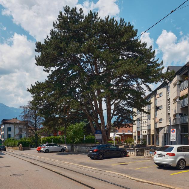 7. Schwarzkiefer