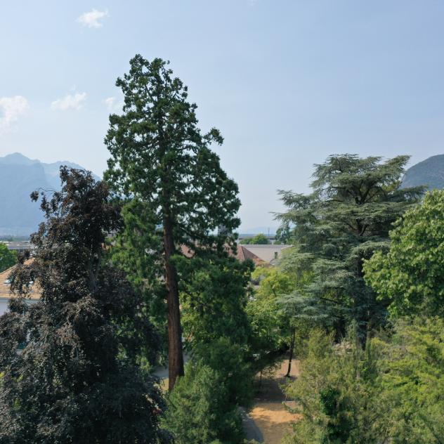 17. Mammutbaum