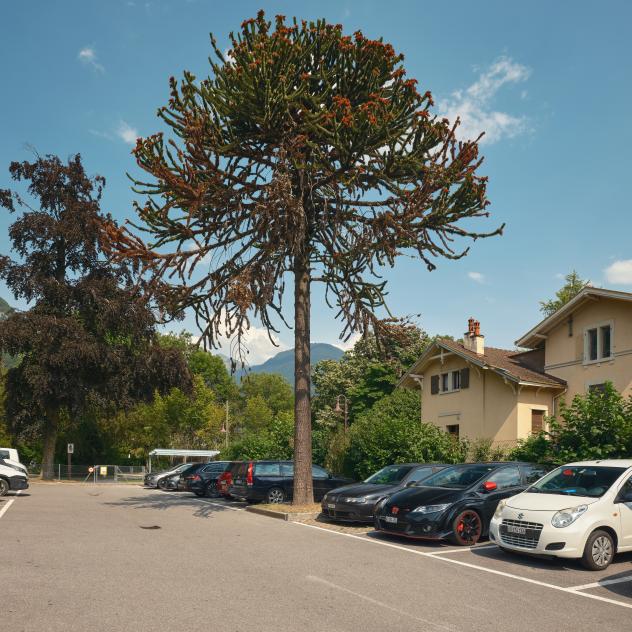 16. Chilenische Araukarie oder Affenschwanzbaum
