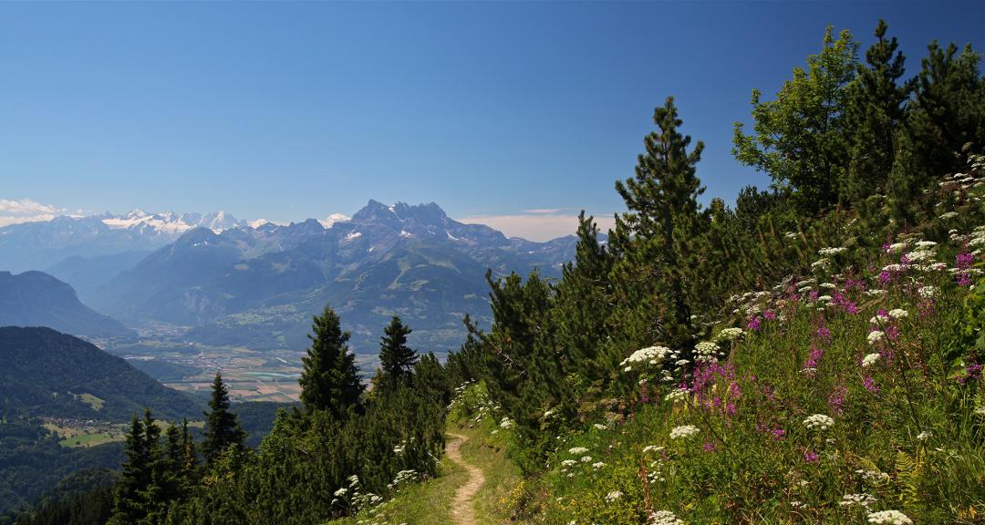 Montée Géteillon - Leysin - été