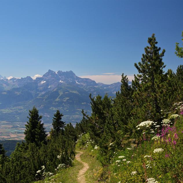 Vertical trail Leysin - Berneuse