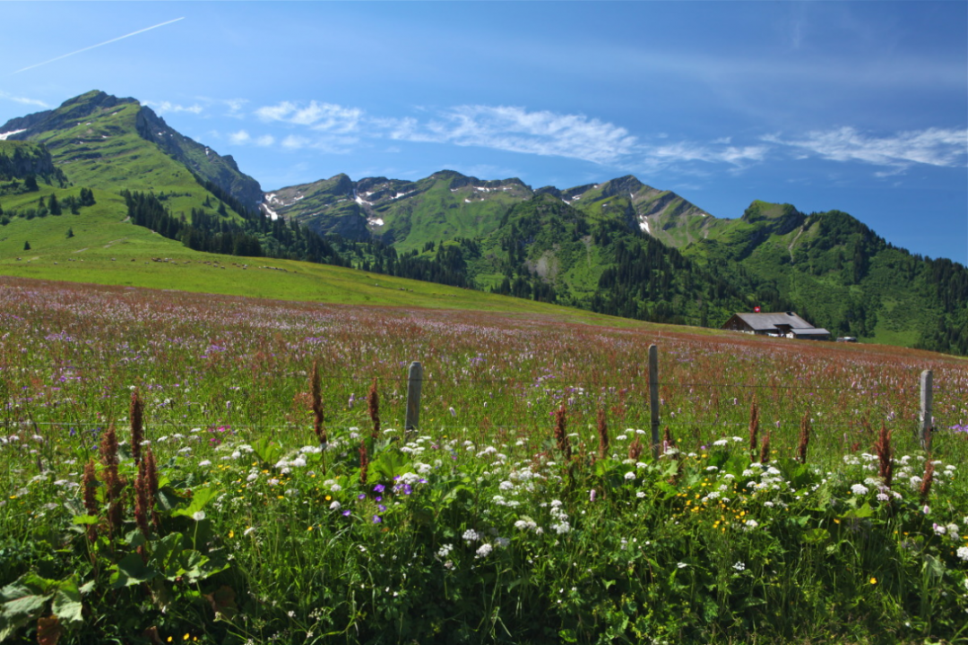 Landschaft Blumen und Berge - Sommer