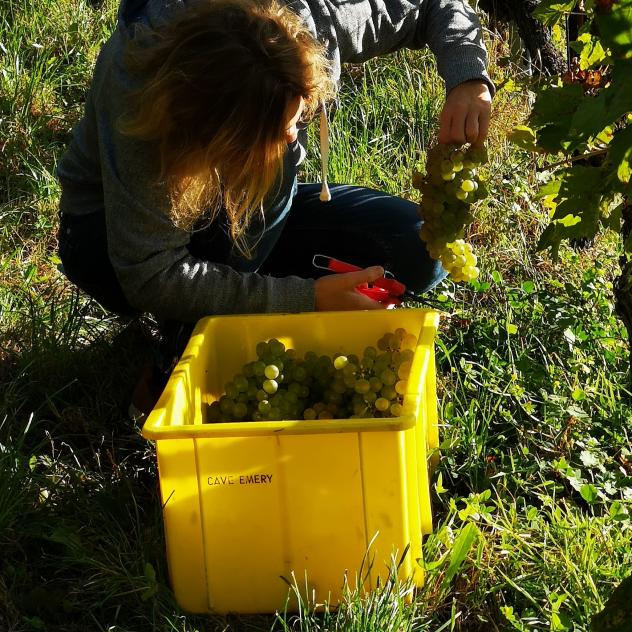 Harvest Open House at Cave Alain Emery