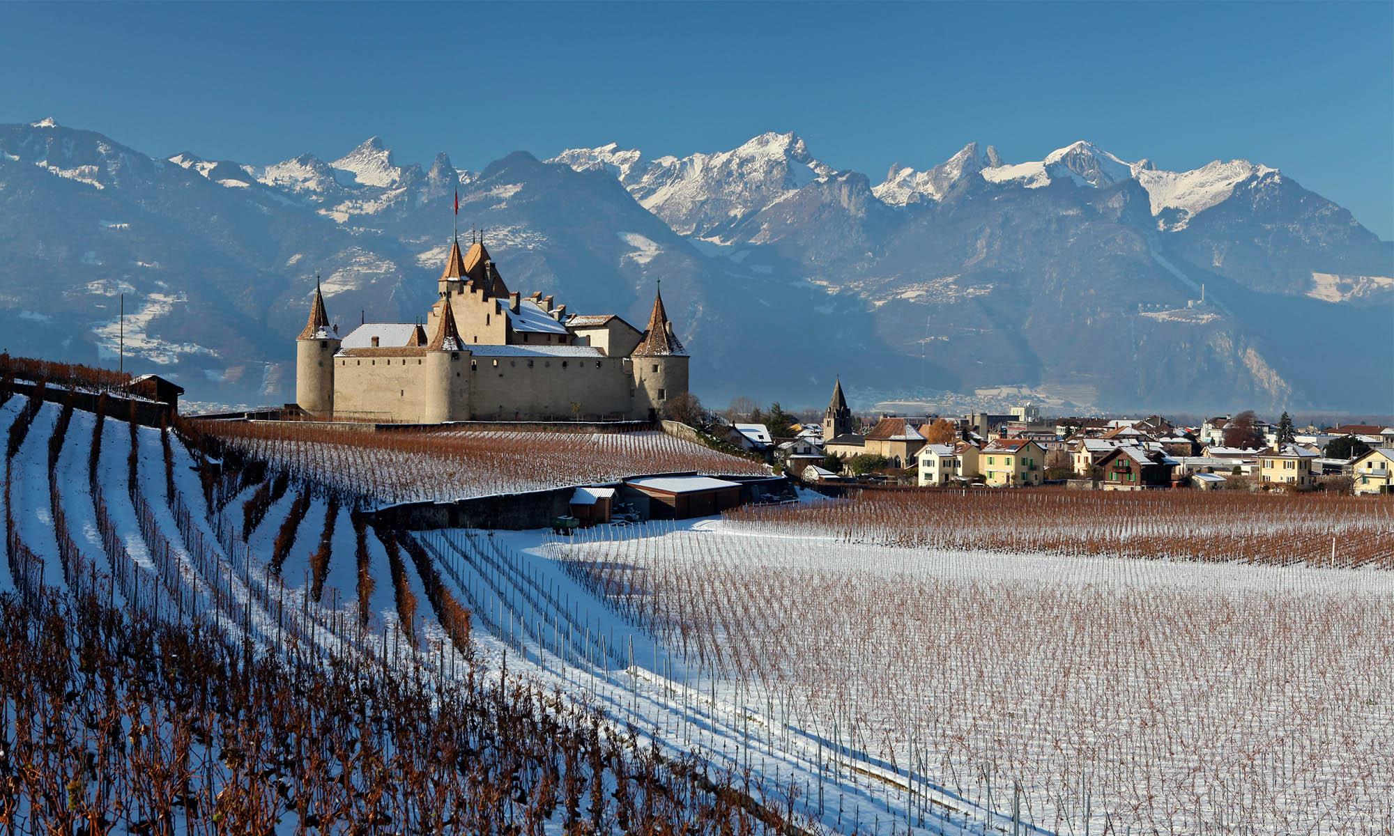 Château d'Aigle avec vignes - hiver - Aigle