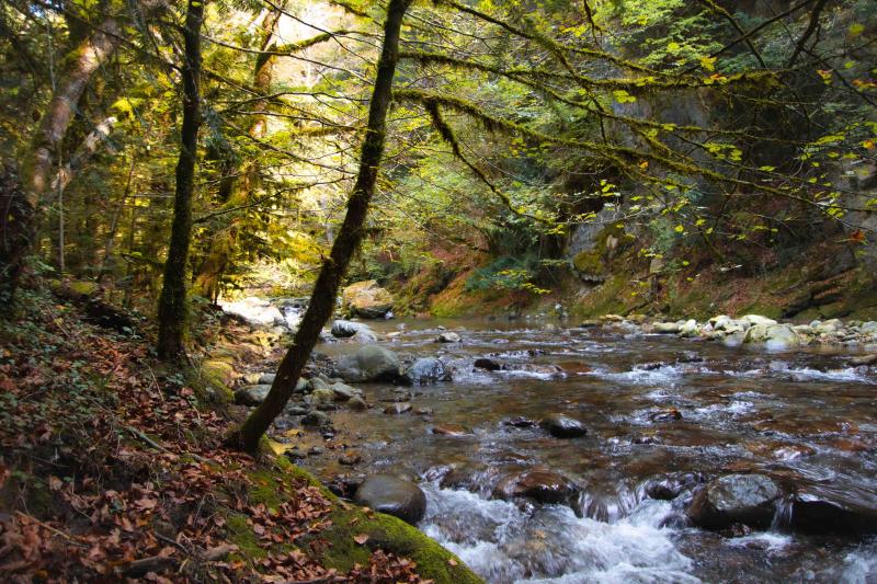 The Fahy forest with the Grande Eau - Autumn - Aigle