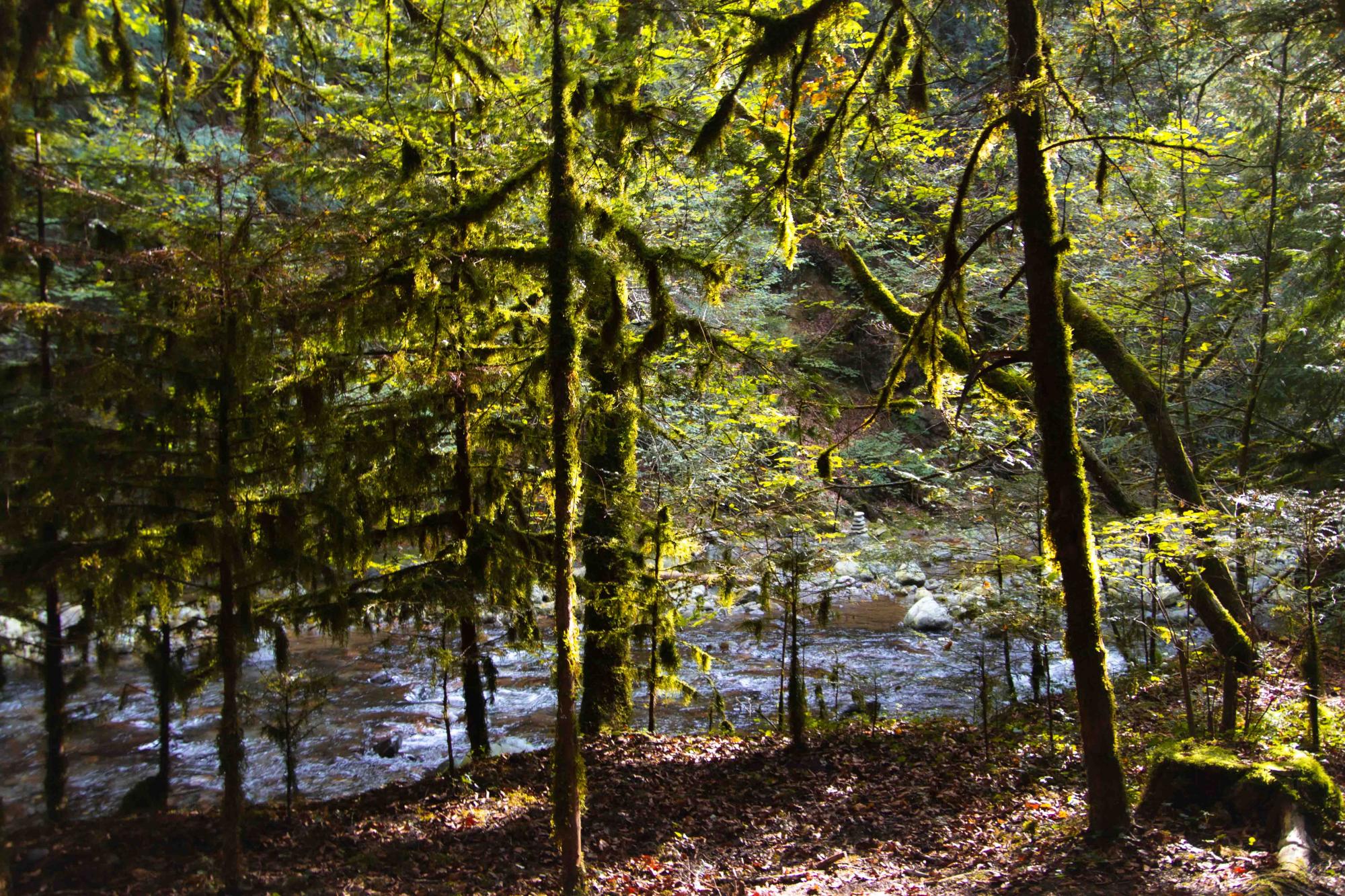 Fahy Wald - Herbst - Aigle