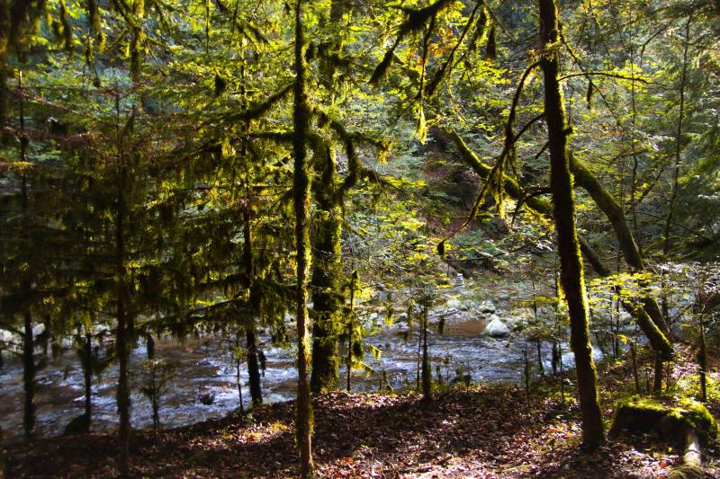 The Fahy Forest - Autumn - Aigle