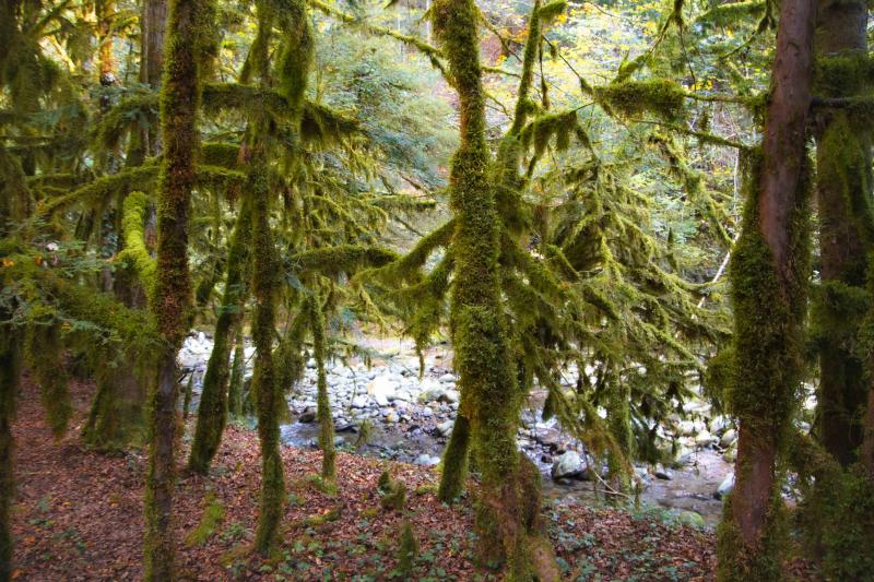 Fahy Forest - Moss trees - Autumn - Aigle