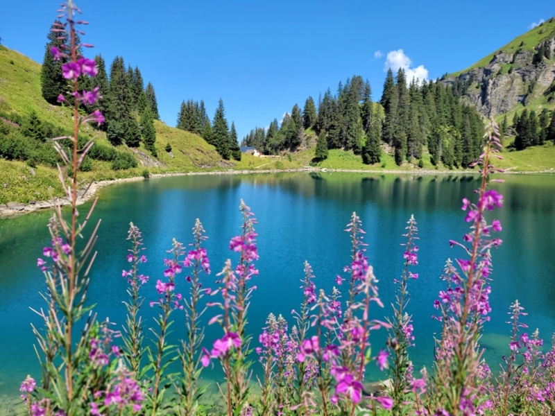 See Lioson mit Blumen - Sommer - Les Mosses