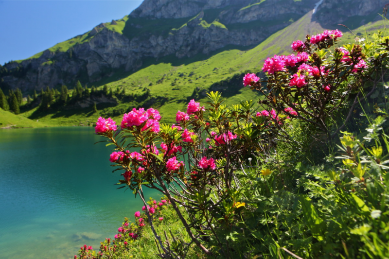 Lac Lioson avec fleurs - été - Les Mosses