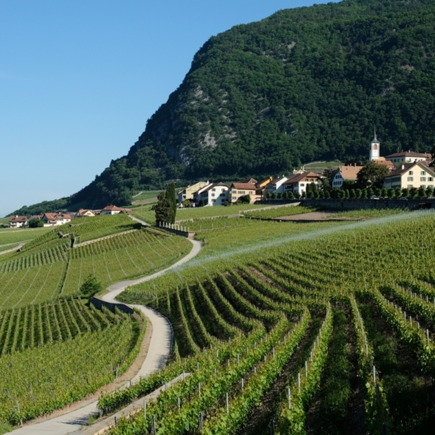 Weingut Pierre Latine