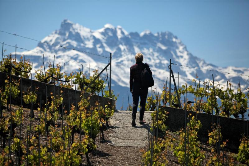 Le Sentier des vignes du "Chablais"