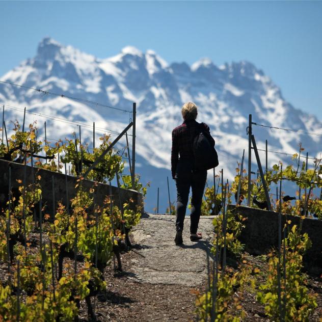 Le sentier des vignes