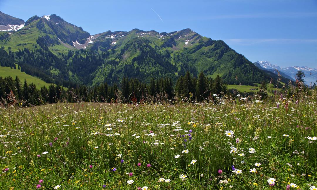 Pic Chaussy - Sommer - Les Mosses