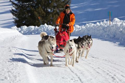 Sled dogs - winter - Les Mosses