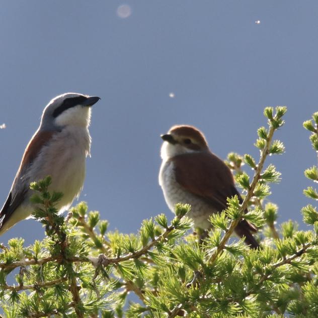 Watching and listening to mountain birds
