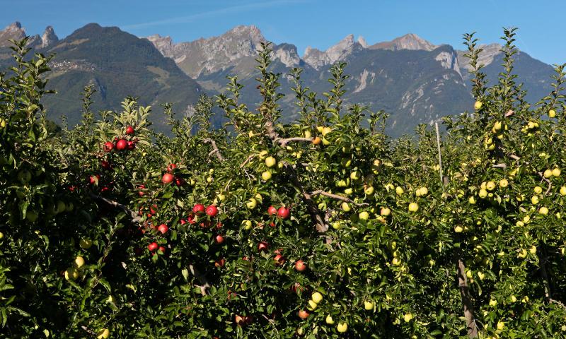 Orchards of Aigle - apple trees - summer - Aigle