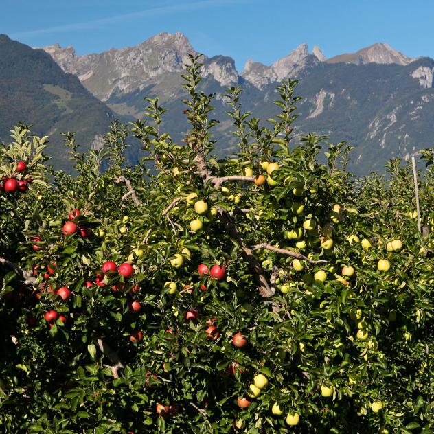 The orchards of Aigle and Yvorne