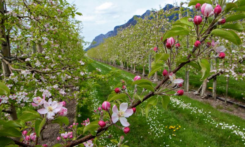 Aigle orchards in flower - spring - Aigle