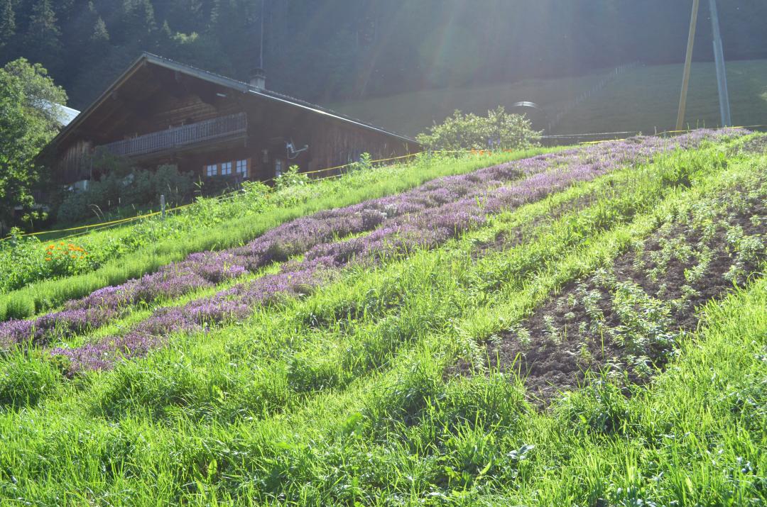 Garten Alpes en Fleurs - Sommer - Les Mosses