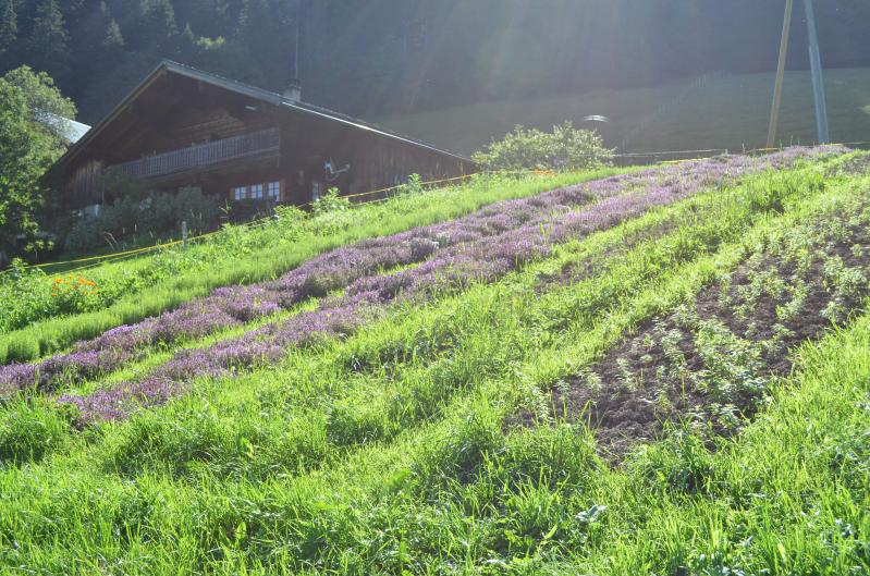 Garden Alpes en Fleurs - summer - Les Mosses