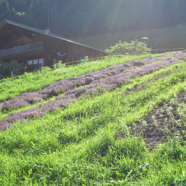 Alpes En Fleurs