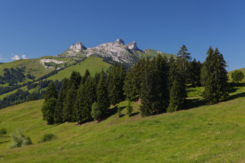 Landscape - summer - La Lécherette