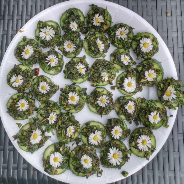 Discovering edible and medicinal wild plants