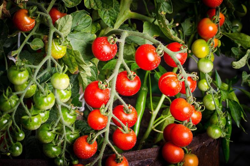 Tomatenpflanze