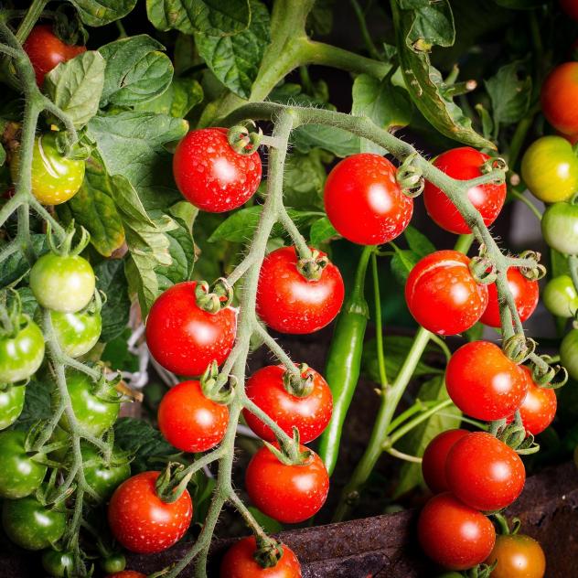 Your free tomato plant! - Leysin Alpine Village of Taste
