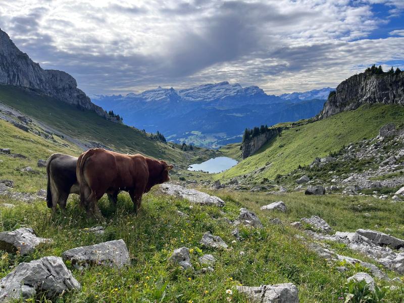 Vaches dans les pâturages entre les tours de Leysin - la ferme du Torrent