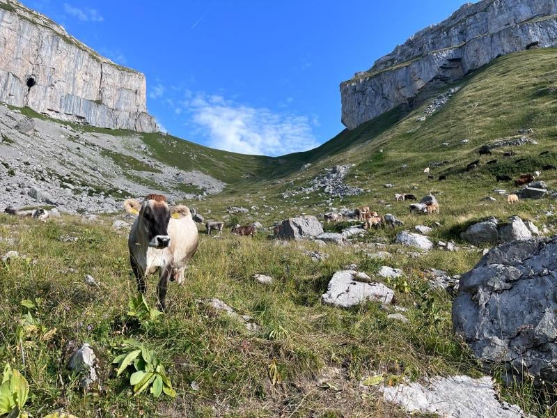 Vache dans les pâturages entre les tours de Leysin - la ferme du Torrent